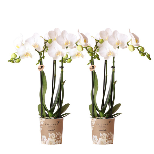 COMBI DEAL van 2 witte Phalaenopsis orchideeën - Amabilis - potmaat Ø9cm | bloeiende kamerplant - vers van de kweker