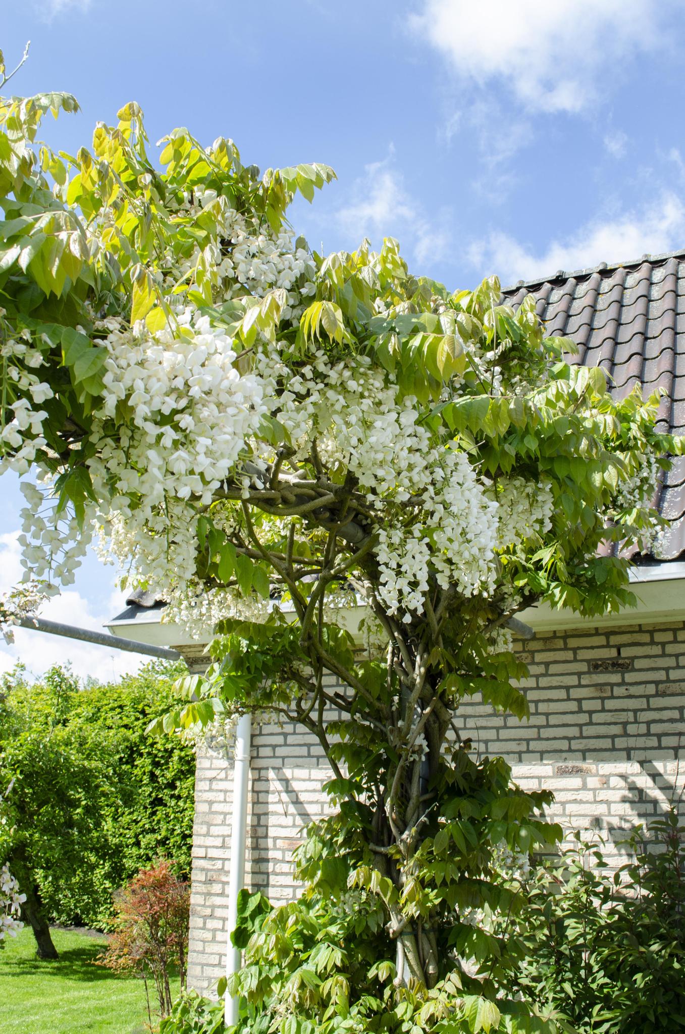 Wisteria floribunda Alba- Witte regen