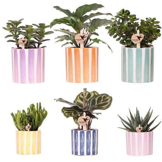 Mix van groene planten + Painted Stripe sierpotten - potmaat Ø9cm & Ø6cm | bloeiende kamerplanten - vers van de kweker