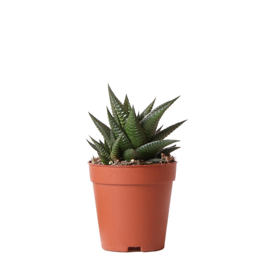 Groene plant - Succulent Haworthia Limifolia - potmaat Ø9cm - groene kamerplant - vers van de kweker