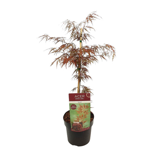 Acer Palm Garnet 