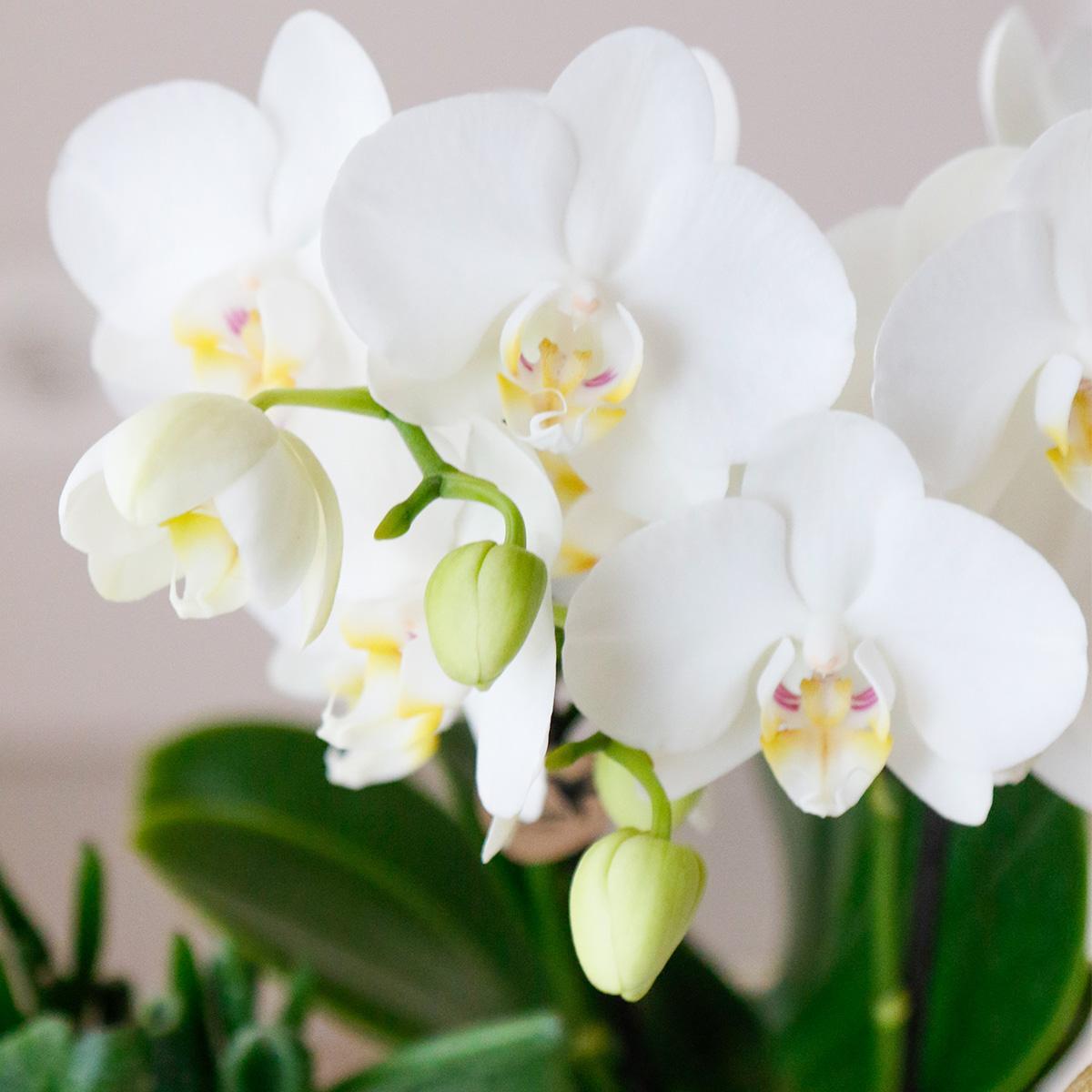 COMBI DEAL van 4 witte Phalaenopsis orchideeën - Amabilis - potmaat Ø9cm | bloeiende kamerplant - vers van de kweker