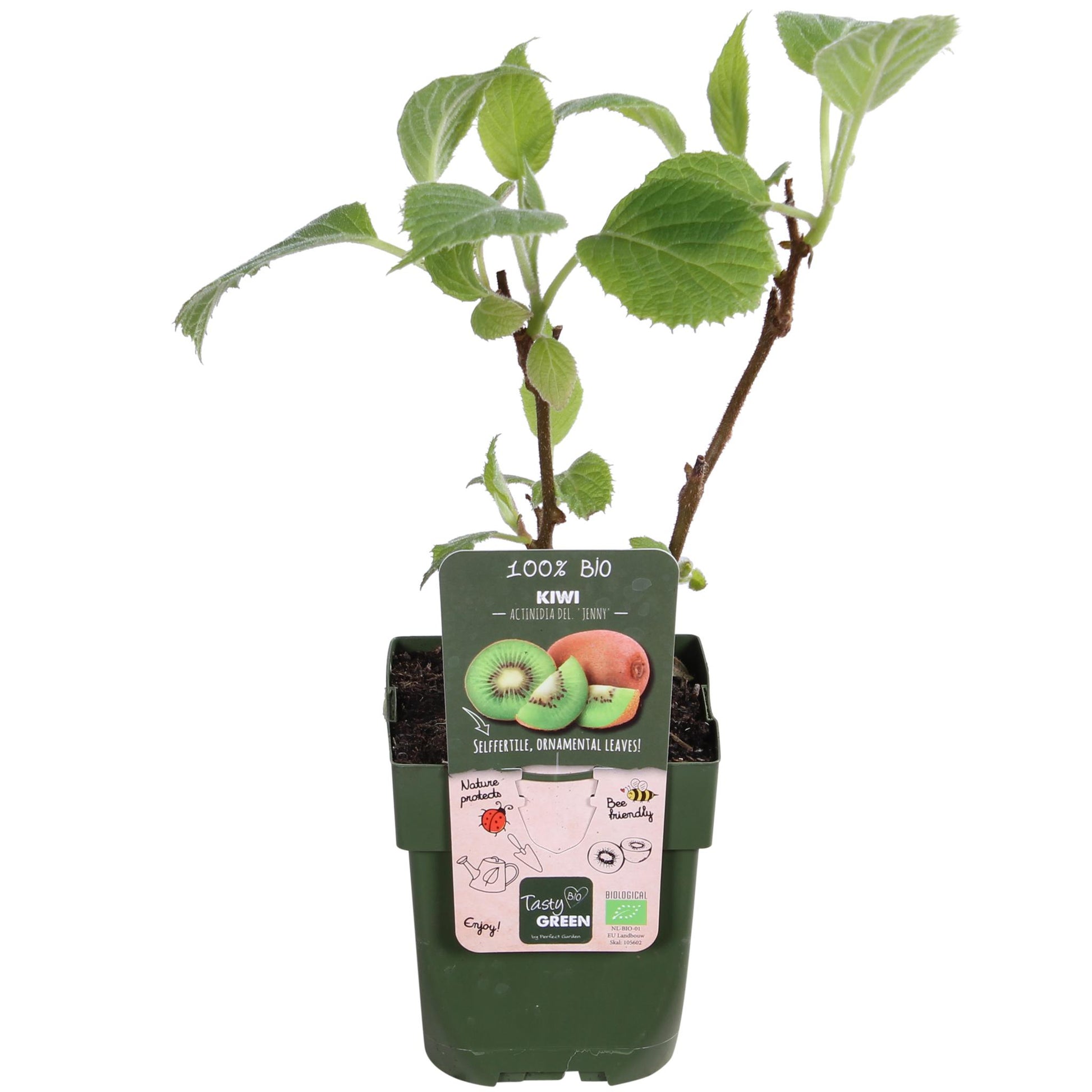 Jenny Kiwi Plant 
