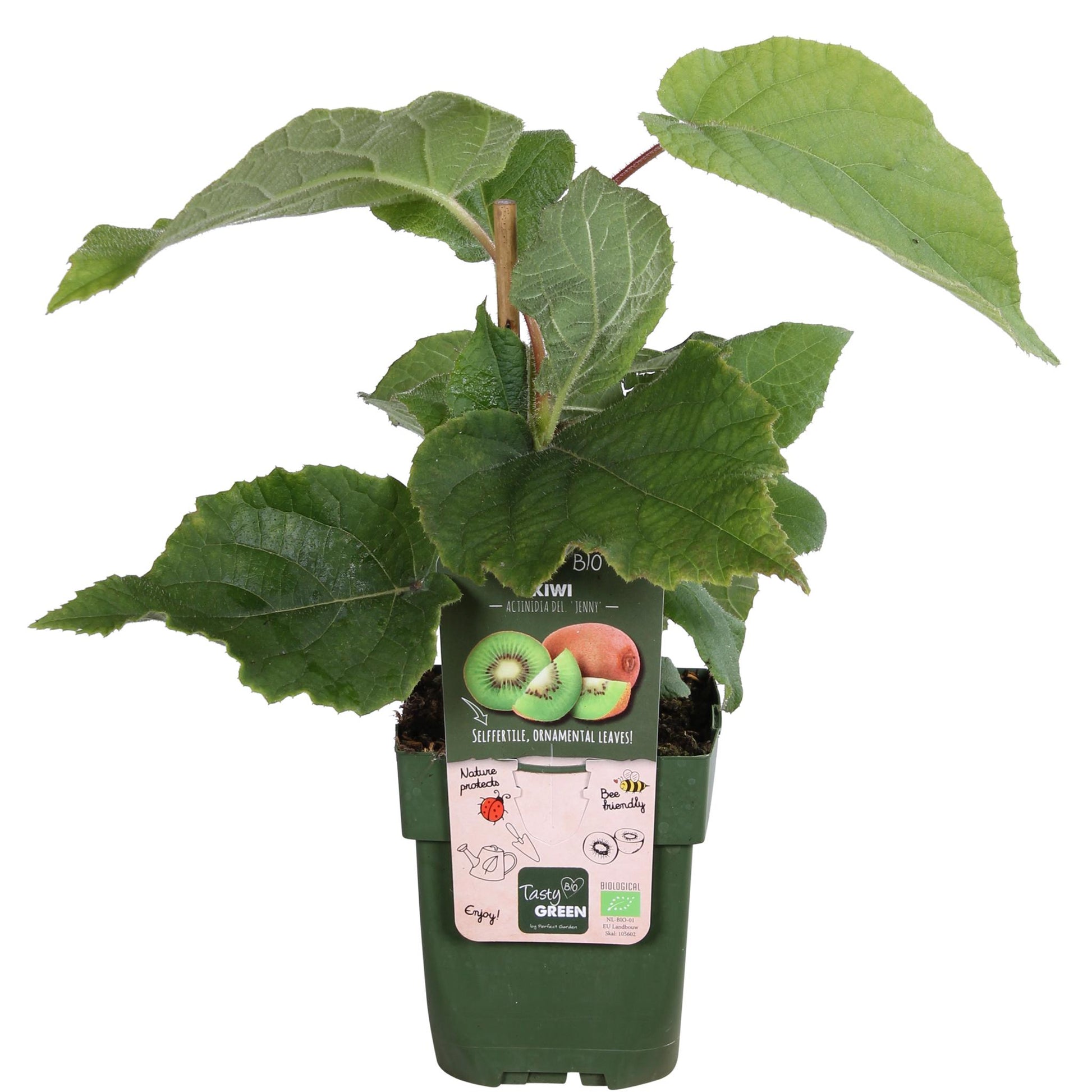 Jenny Kiwi Plant 