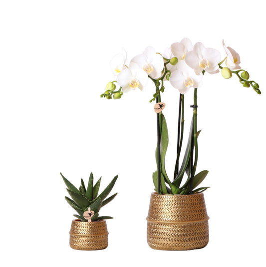 Planten set Groove goud | Set met witte Phalaenopsis orchidee Amabilis Ø9cm en groene plant Succulent Aloe Brevifolia Ø6cm  | incl. gouden keramieken sierpotten