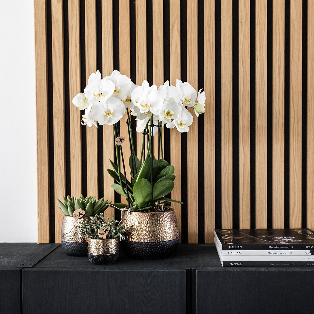 Geel rode Phalaenopsis orchidee + Elite sierpot copper – potmaat Ø9cm – 40cm hoog | bloeiende kamerplant in bloempot - vers van de kweker