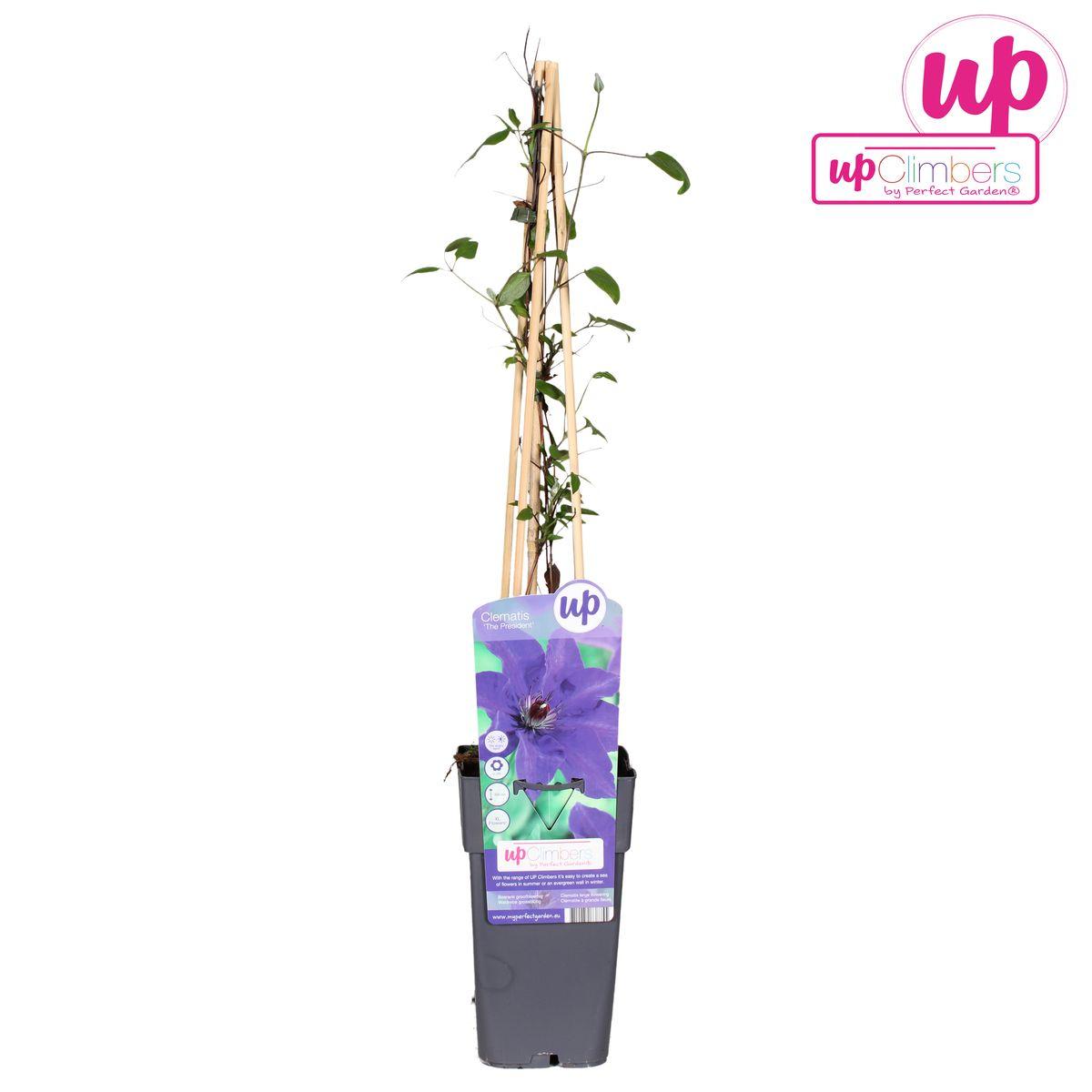 Clematis The President - Clematis Paars
