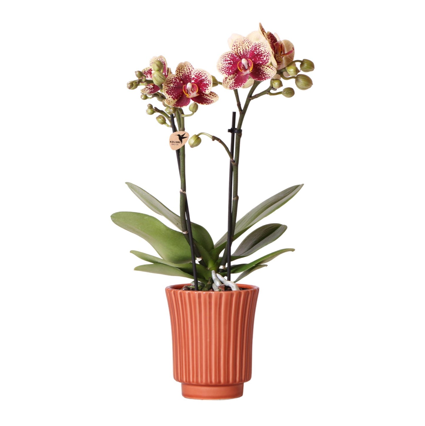 Geel rode phalaenopsis orchidee in Retro sierpot terracotta - potmaat Ø9cm - 40cm hoog | bloeiende kamerplant - vers van de kweker