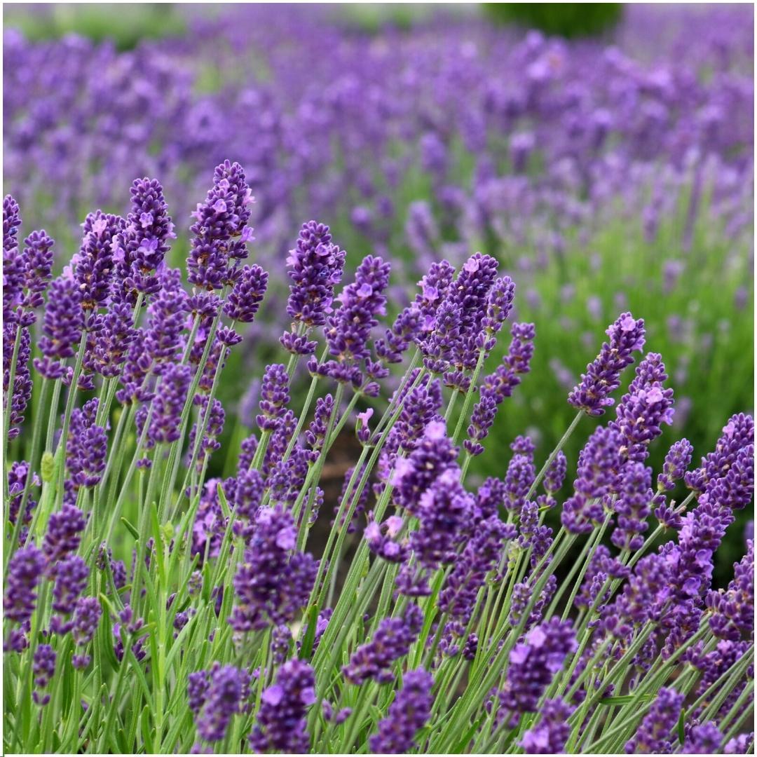 24 x Lavandula angustifolia Felice® - Ø12 cm - ↕25 cm