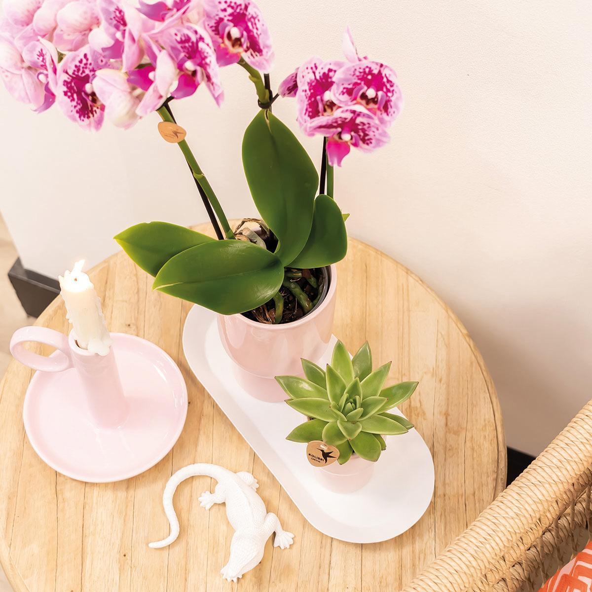 COMBI DEAL van 4 roze paarse phalaenopsis orchideeën - El Salvador - potmaat Ø9cm | bloeiende kamerplant - vers van de kweker