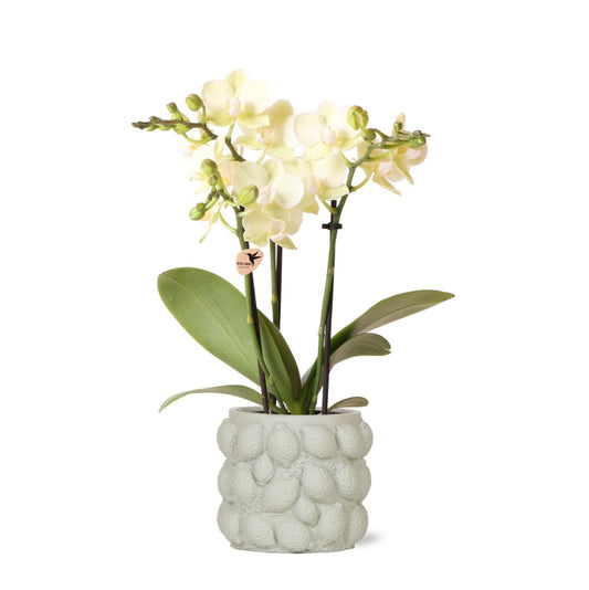 Gele Phalaenopsis orchidee – Mexico + Citrus sierpot green – potmaat Ø9cm – 40cm hoog | bloeiende kamerplant in bloempot - vers van de kweker