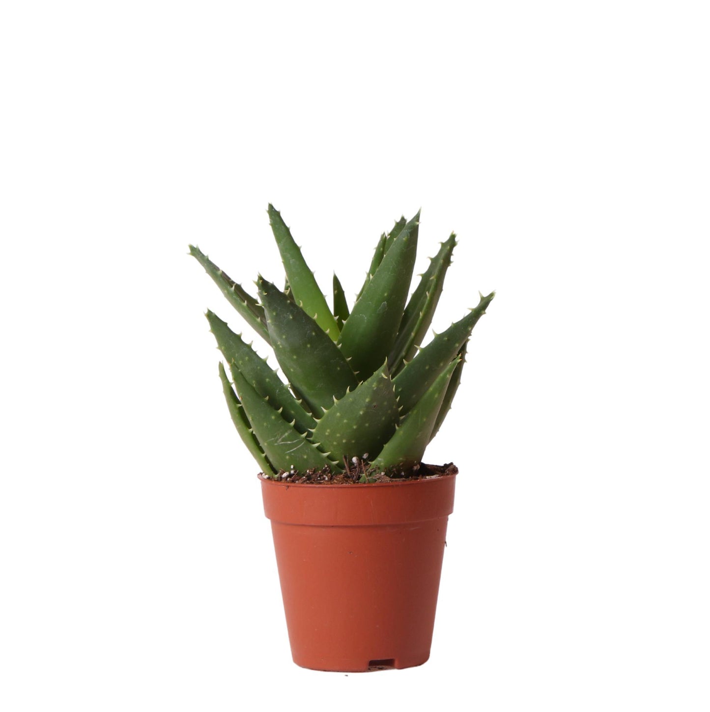 Groene plant - Succulent Aloë Brevifolia - potmaat Ø9cm - groene kamerplant - vers van de kweker