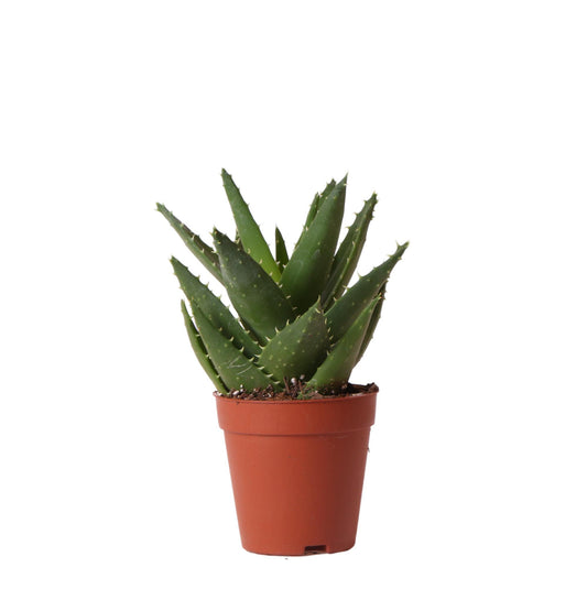 Groene plant - Succulent Aloë Brevifolia - potmaat Ø9cm - groene kamerplant - vers van de kweker