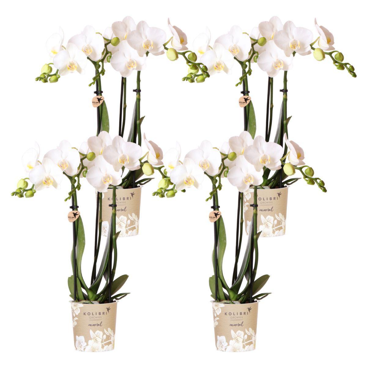 COMBI DEAL van 4 witte Phalaenopsis orchideeën - Amabilis - potmaat Ø9cm | bloeiende kamerplant - vers van de kweker