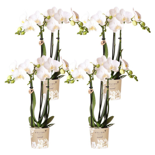 COMBI DEAL van 4 witte Phalaenopsis orchideeën - Amabilis - potmaat Ø9cm | bloeiende kamerplant - vers van de kweker