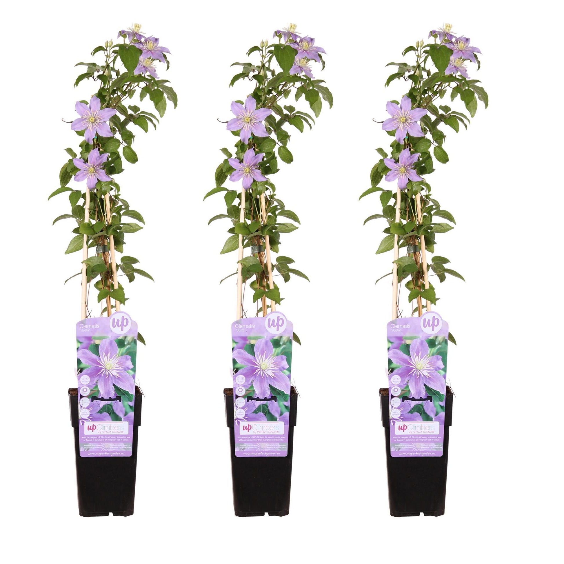 Lila Bloemen Clematis 