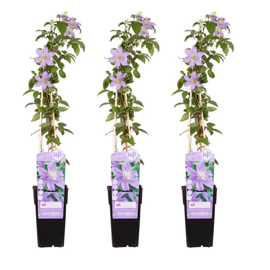 Lila Bloemen Clematis 