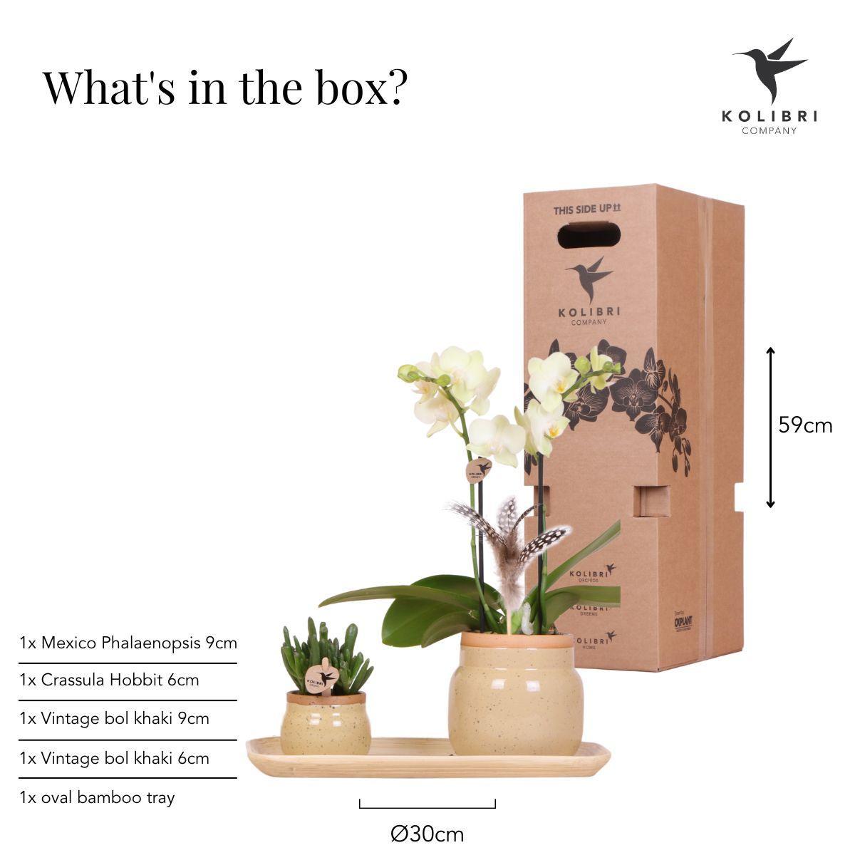 Groene plant met gele Phalaenopsis orchidee in Vintage khaki sierpotten en bamboe dienblad