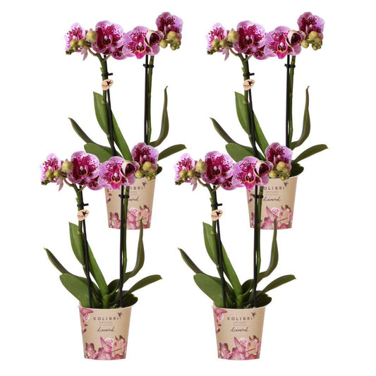 COMBI DEAL van 4 roze paarse phalaenopsis orchideeën - El Salvador - potmaat Ø9cm | bloeiende kamerplant - vers van de kweker