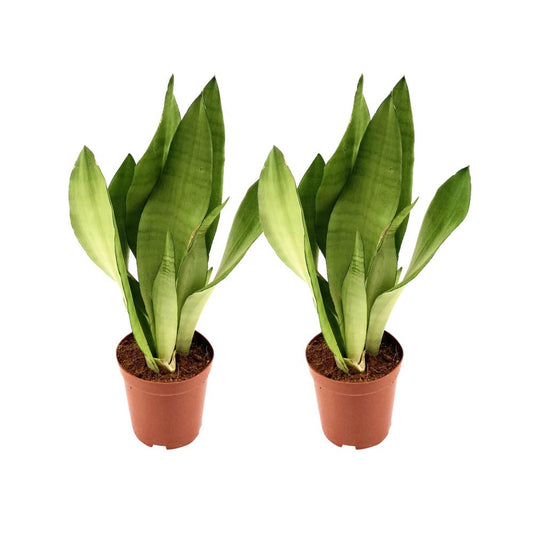 Sansevieria Moonshine 