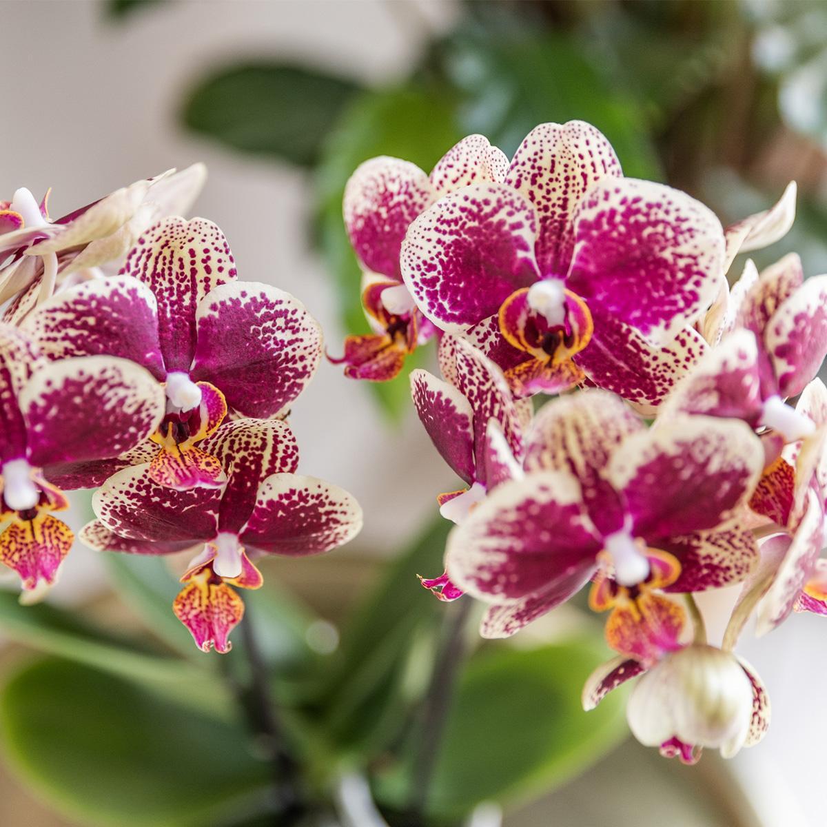 Geel rode phalaenopsis orchidee potmaat Ø9cm | bloeiende kamerplant - vers van de kweker
