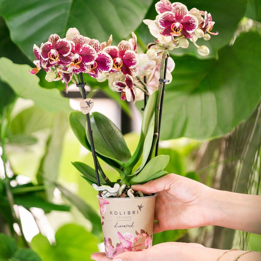Geel rode phalaenopsis orchidee potmaat Ø9cm | bloeiende kamerplant - vers van de kweker