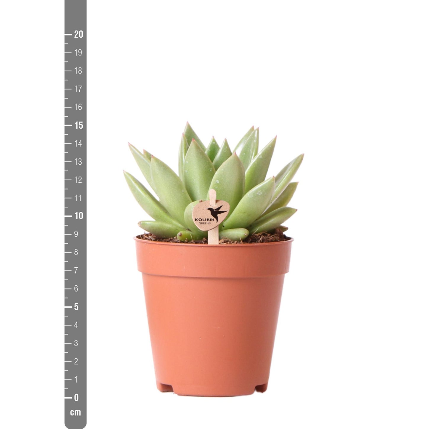 Groene plant - Succulent Echeveria Miranda - groene kamerplant - vers van de kweker - Ø9cm