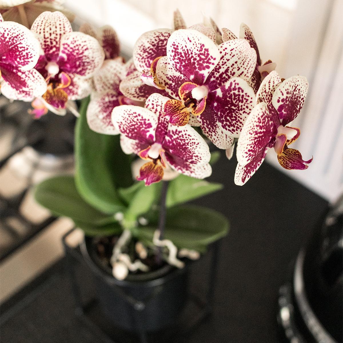 Geel rode phalaenopsis orchidee potmaat Ø9cm | bloeiende kamerplant - vers van de kweker
