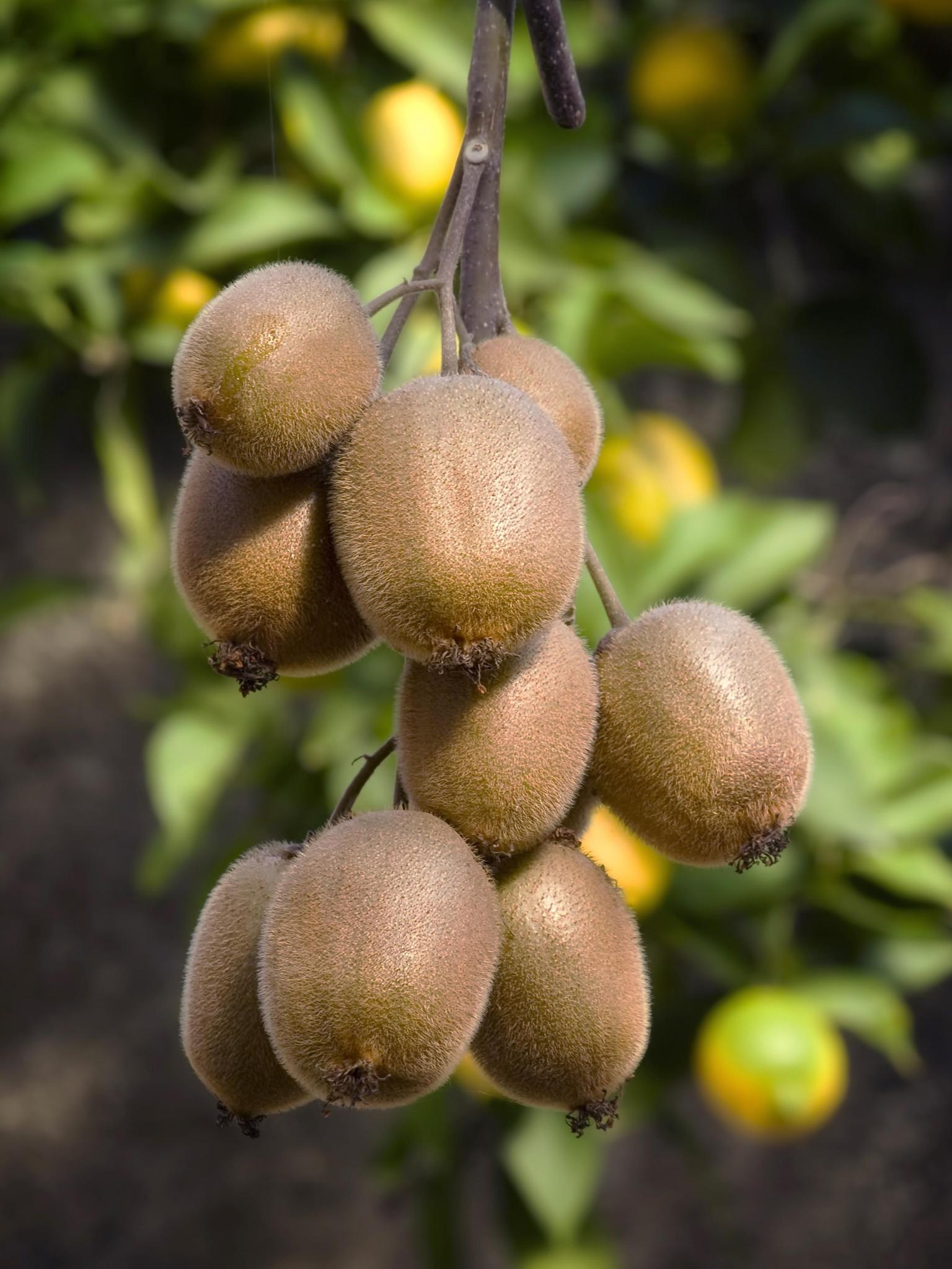 Jenny Kiwi Plant 
