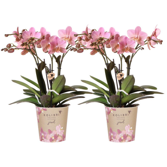 COMBI DEAL van 2 oud roze Phalaenopsis orchideeën - Treviso - potmaat Ø12cm | bloeiende kamerplant - vers van de kweker