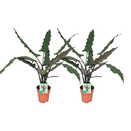 Alocasia Lauterbachiana Plant