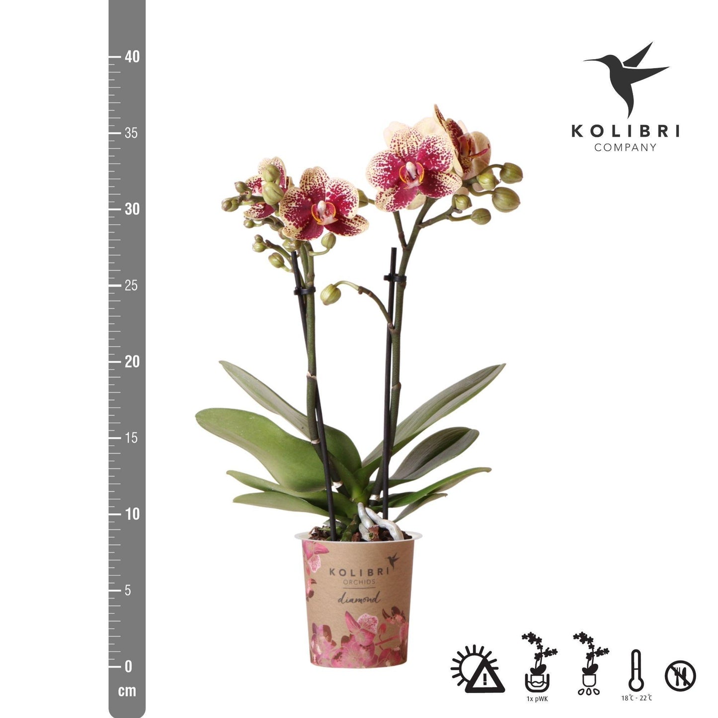 Geel rode phalaenopsis orchidee potmaat Ø9cm | bloeiende kamerplant - vers van de kweker
