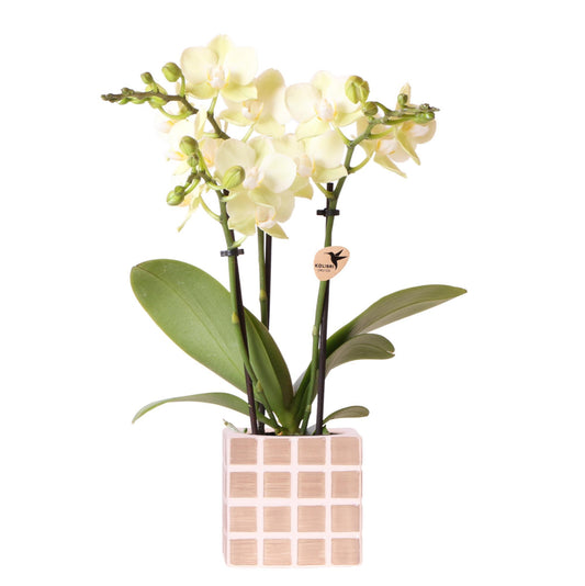 Gele phalaenopsis orchidee Mexico + Mosa sierpot bruin - potmaat Ø9cm | bloeiende kamerplant - vers van de kweker