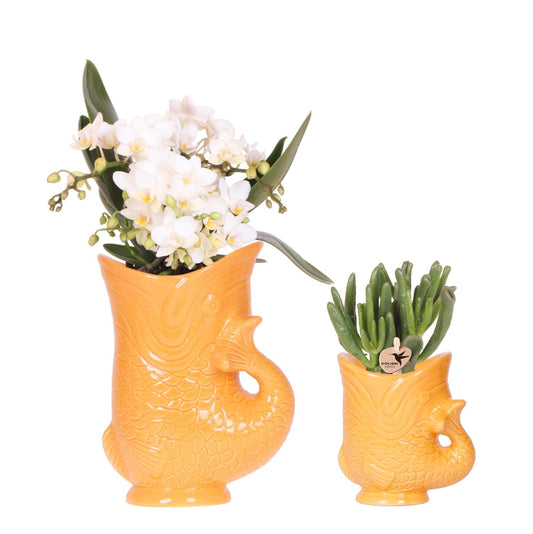 Set van witte orchidee Nazaré en succulent in Fish sierpot oranje - potmaat Ø9cm & Ø6cm | bloeiende kamerplant - vers van de kweker