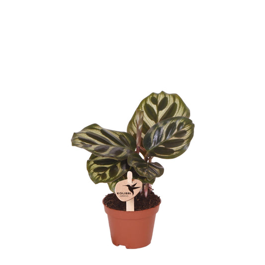 Calathea Makoyana - groene kamerplant - vers van de kweker  - Ø6cm