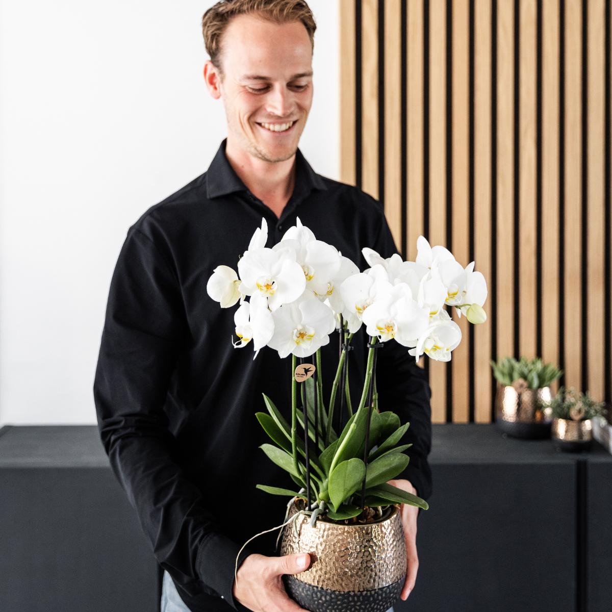 COMBI DEAL van 2 witte Phalaenopsis orchideeën - potmaat Ø12cm | bloeiende kamerplant - vers van de kweker