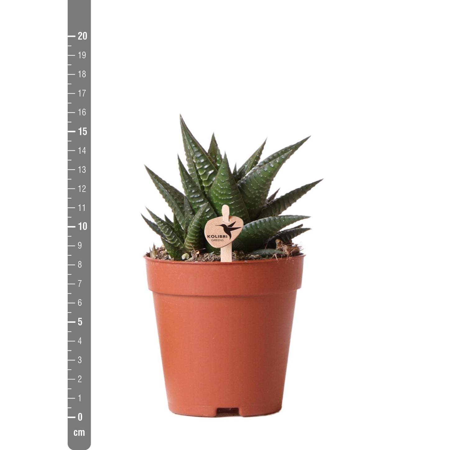 Groene plant - Succulent Haworthia Limifolia - potmaat Ø9cm - groene kamerplant - vers van de kweker