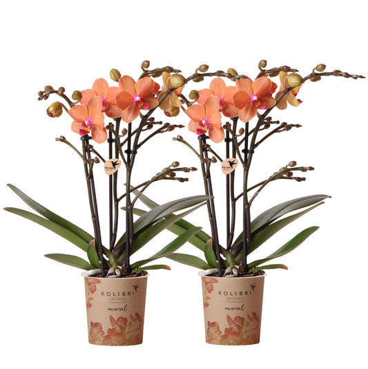 COMBI DEAL van 2 oranje Phalaenopsis orchideeën - Bolzano - potmaat Ø9cm  bloeiende kamerplant - vers van de kweker