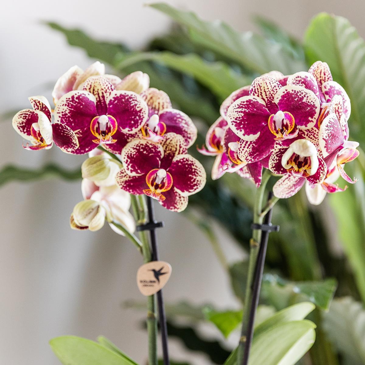 Geel rode phalaenopsis orchidee potmaat Ø9cm | bloeiende kamerplant - vers van de kweker