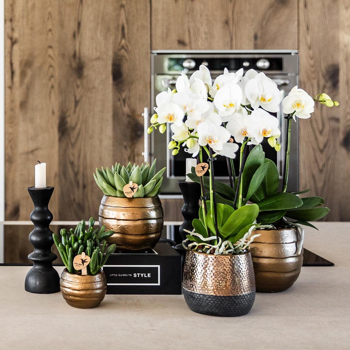 Geel rode Phalaenopsis orchidee + Elite sierpot copper – potmaat Ø9cm – 40cm hoog | bloeiende kamerplant in bloempot - vers van de kweker