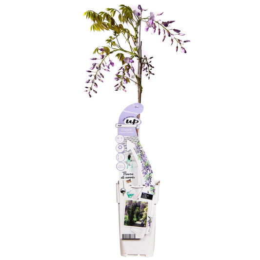 Wisteria sinensis Caroline - Paarse Regen