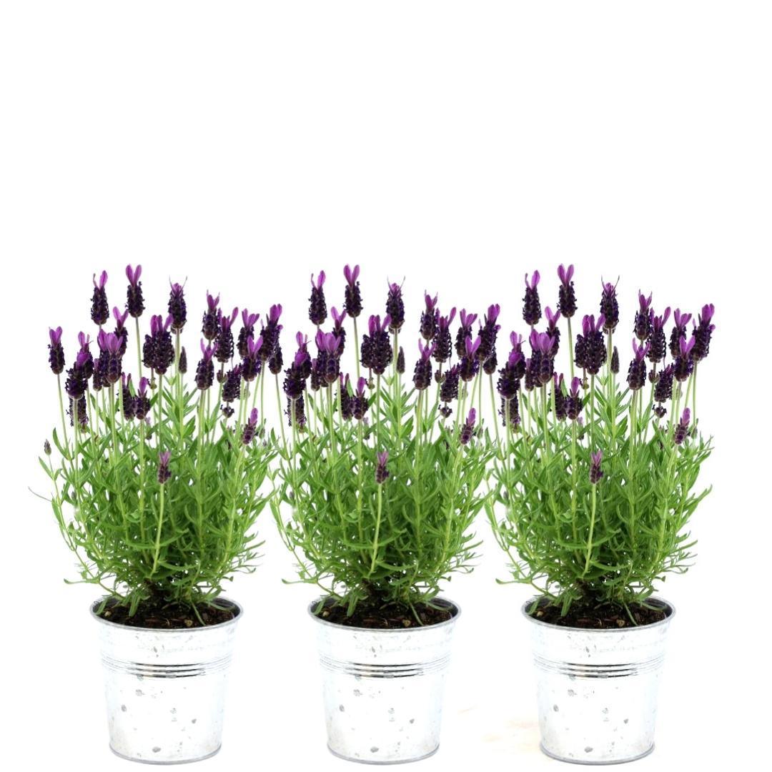 Lavandula stoechas Anouk®  in 'Old Look' sierpot - 13 cm pot - set van 3 Franse Lavendels in Sierpot