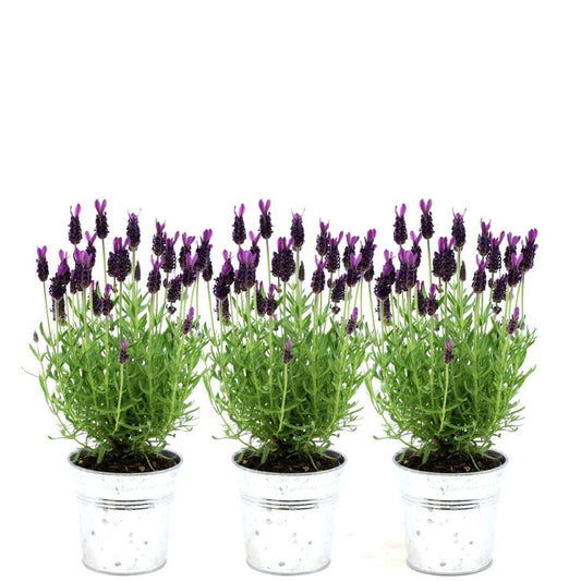 Lavandula stoechas Anouk®  in 'Old Look' sierpot - 13 cm pot - set van 3 Franse Lavendels in Sierpot