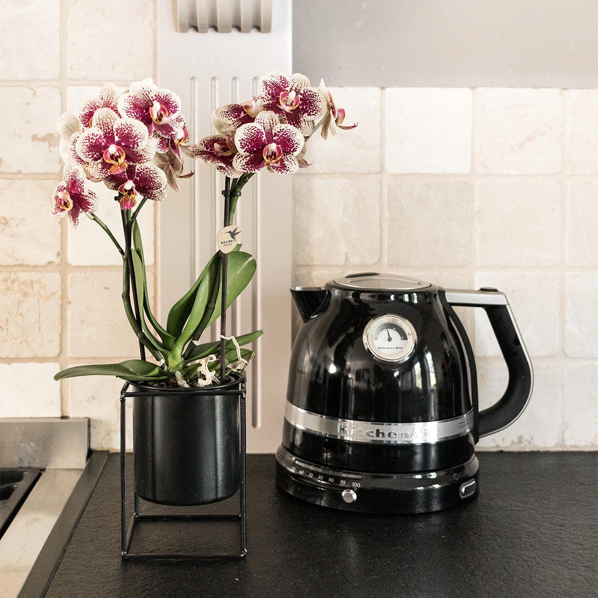 Geel rode phalaenopsis orchidee potmaat Ø9cm | bloeiende kamerplant - vers van de kweker