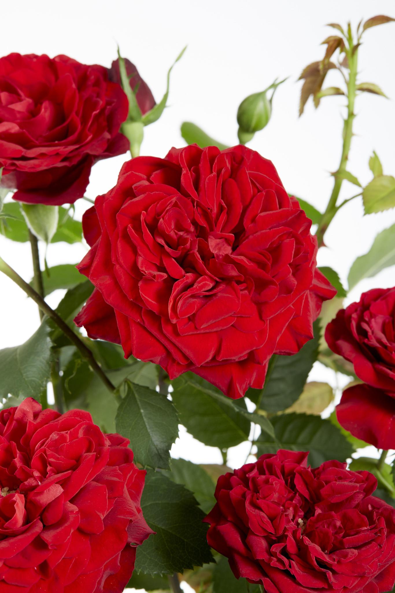 Rosa Crazy in love 'Red' - Rode Roos