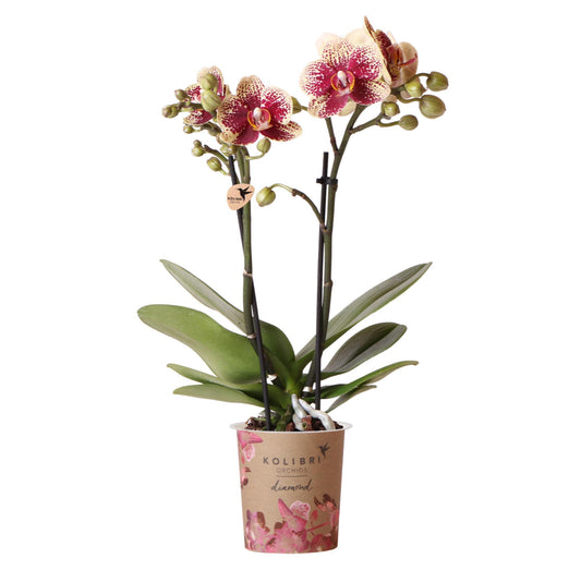 Geel rode phalaenopsis orchidee potmaat Ø9cm | bloeiende kamerplant - vers van de kweker