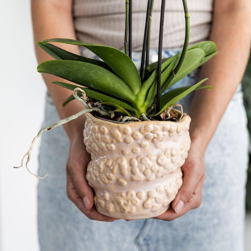 Gift set Octopus Pink small | Groene plant met oudroze Phalaenopsis orchidee in Octopus pink sierpotten op wit organisch dienblad