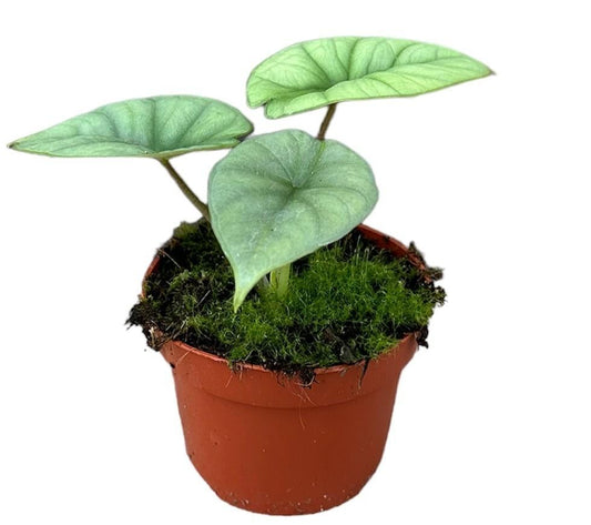 Alocasia Platinum Plant 