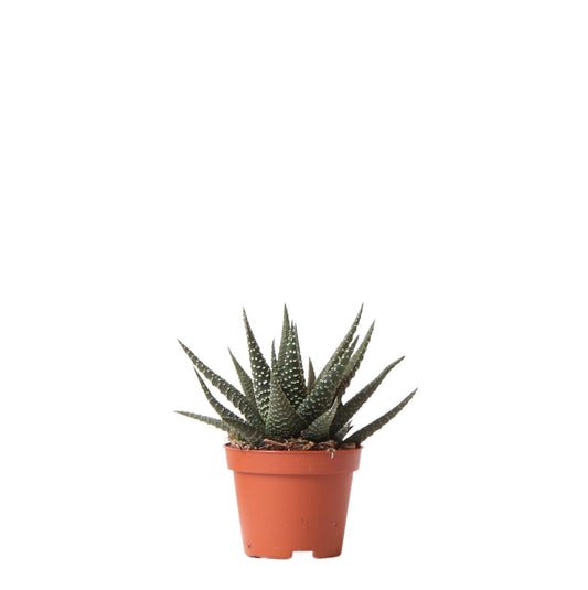 Groene plant - Succulent Haworthia Royal Highnness - potmaat Ø6cm - groene kamerplant - vers van de kweker