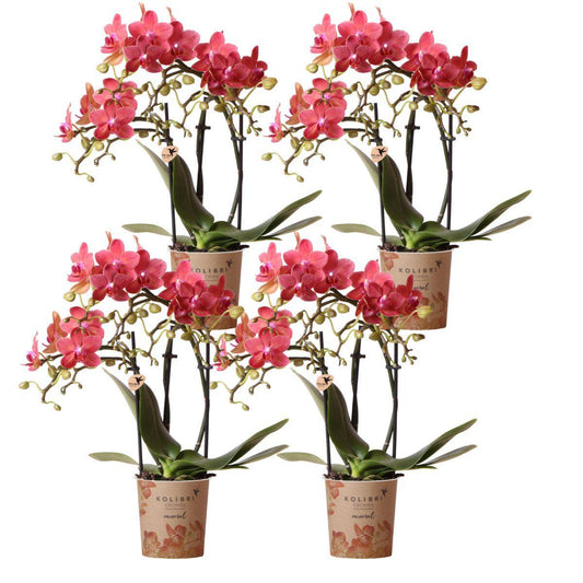 COMBI DEAL van 4 oranje Phalaenopsis orchideeën - Congo - potmaat Ø9cm | bloeiende kamerplant - vers van de kweker